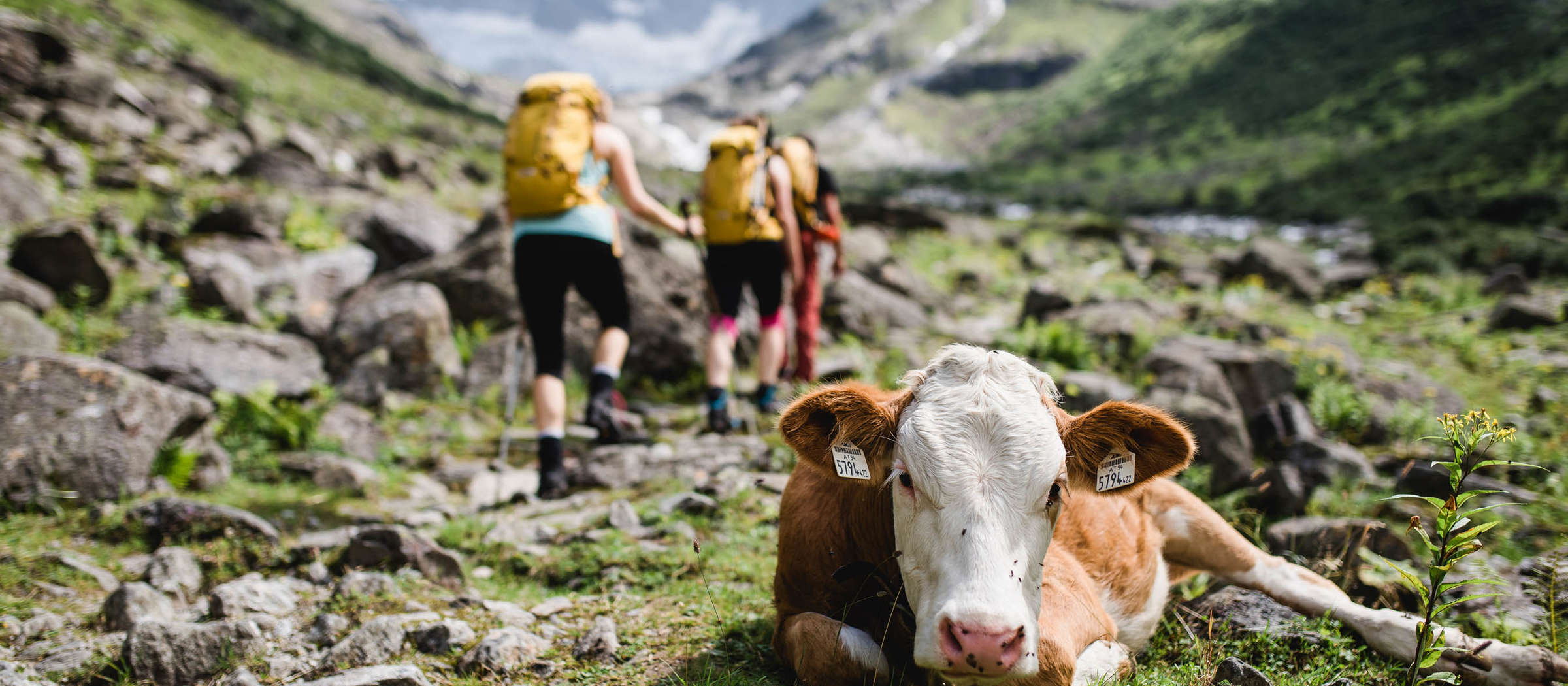 Sommer in Mayrhofen